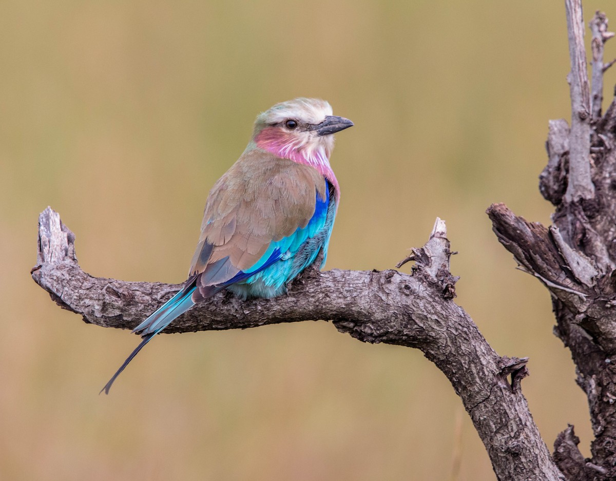 Lilac-breasted Roller - ML103479341
