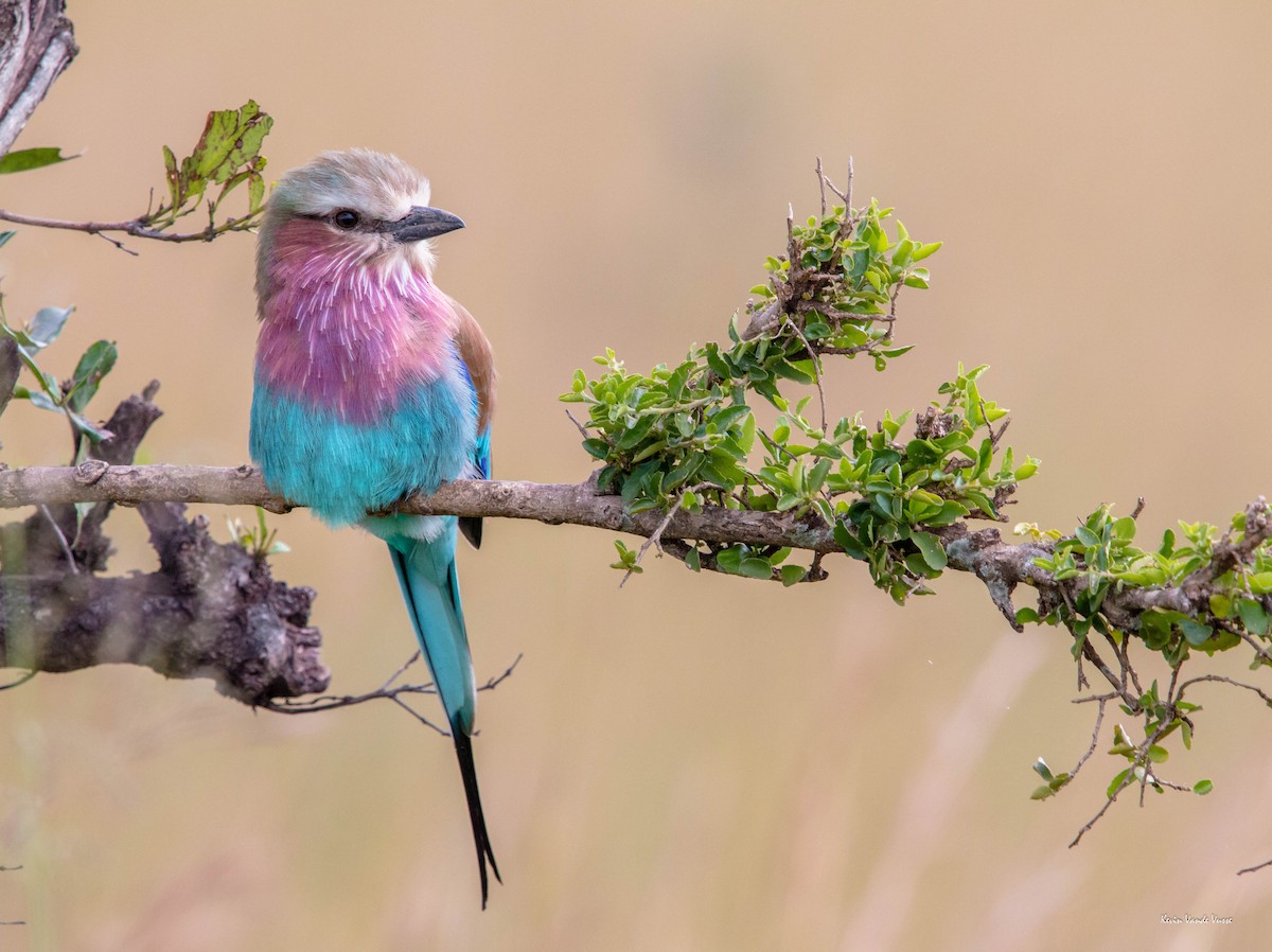 Lilac-breasted Roller - ML103479381