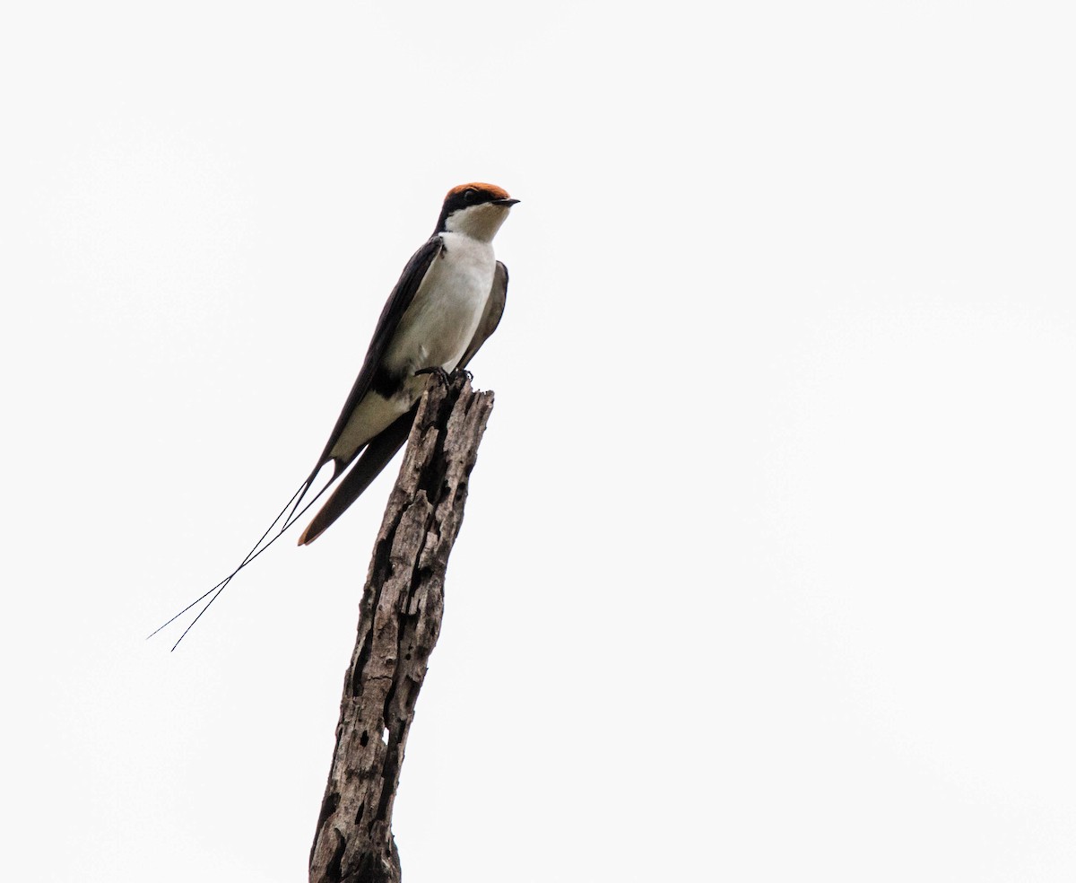 Wire-tailed Swallow - ML103479481