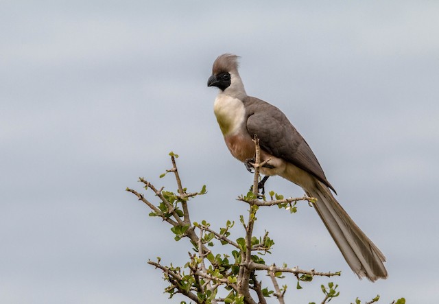 Bare-faced go-away-bird - Wikipedia