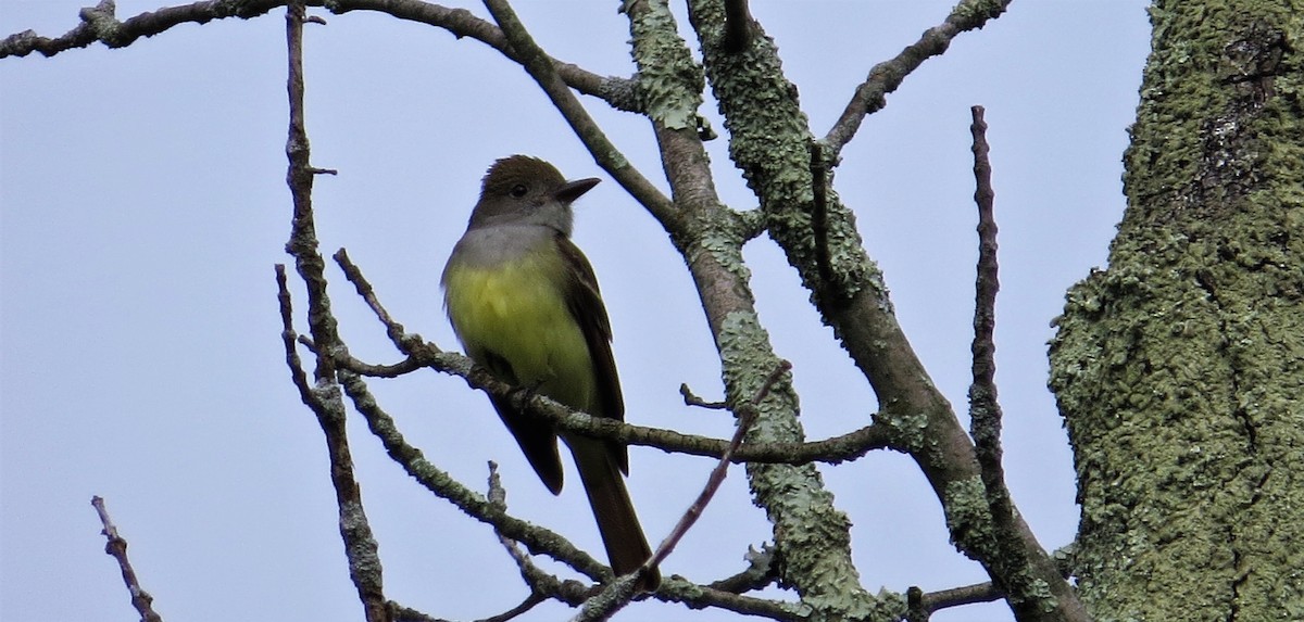 Great Crested Flycatcher - ML103481301