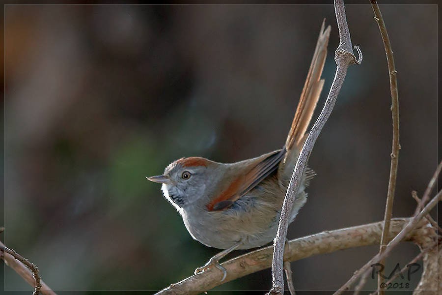 Sooty-fronted Spinetail - ML103483601