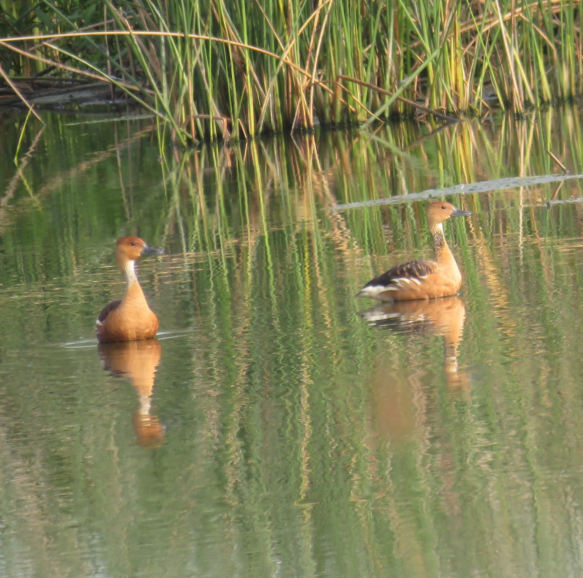 Fulvous Whistling-Duck - ML103484351