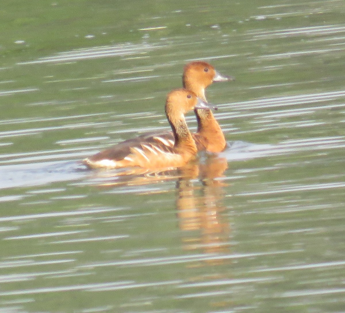 Fulvous Whistling-Duck - ML103484421