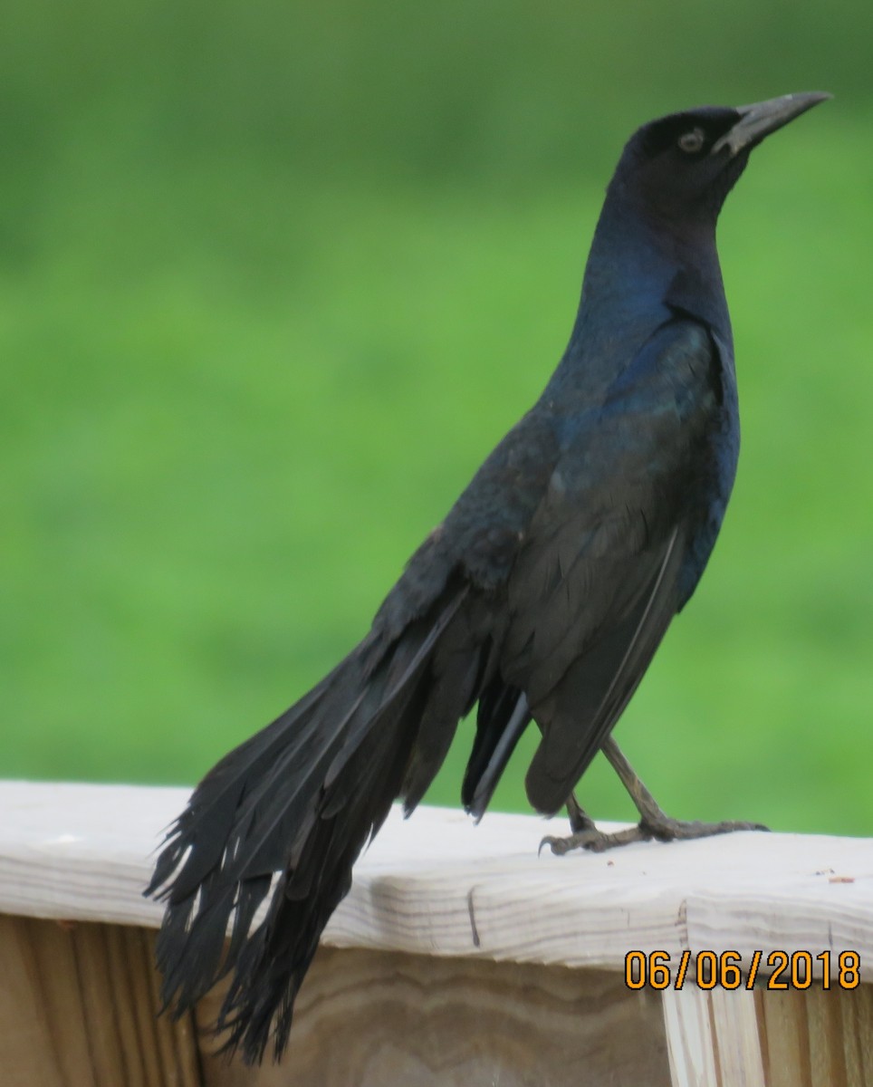 Boat-tailed Grackle - Bill Wright_cc