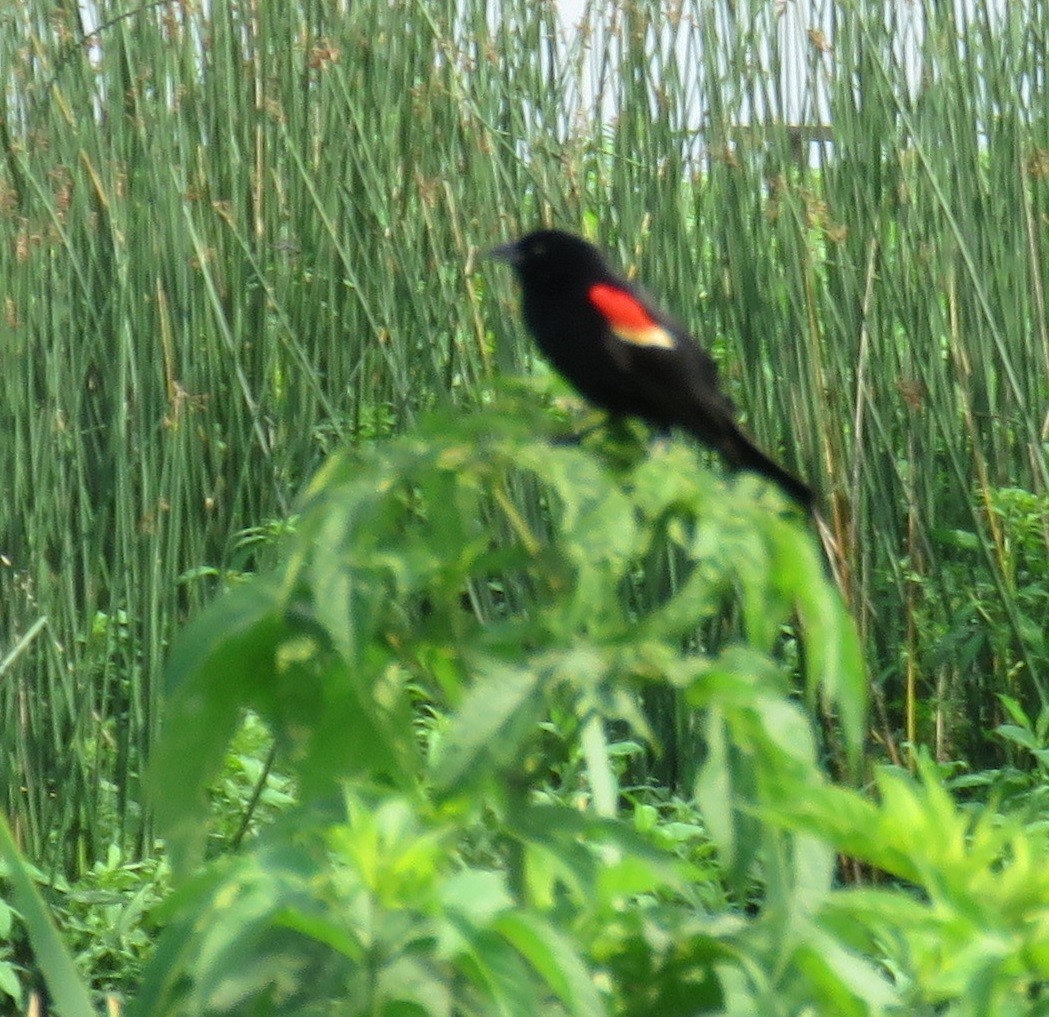 Red-winged Blackbird - ML103485111