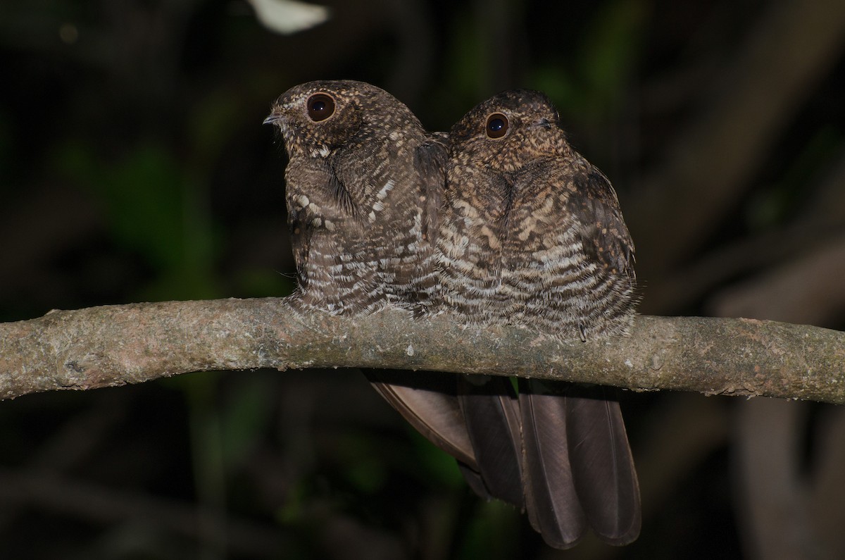 Band-tailed Nighthawk - Marcos Eugênio Birding Guide