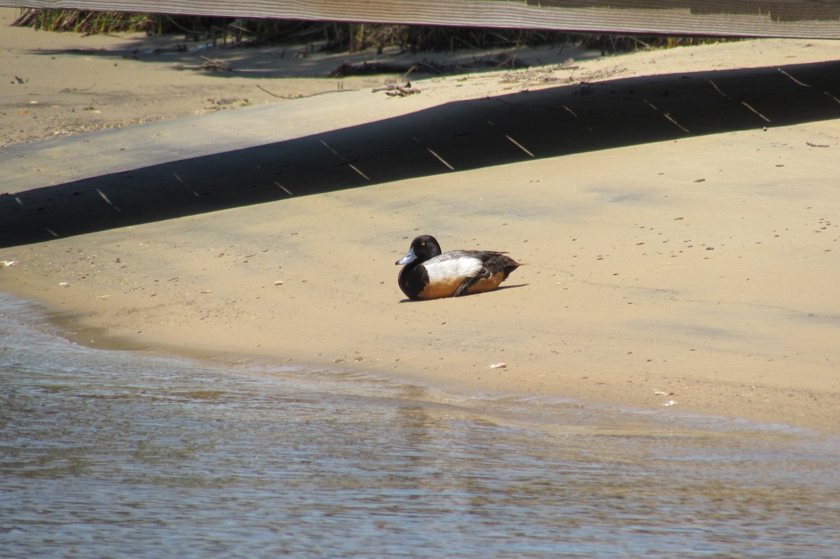 Greater Scaup - ML103486691