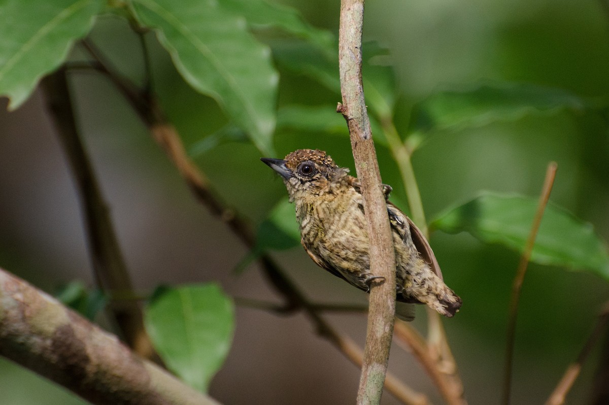 Bar-breasted Piculet - ML103487401