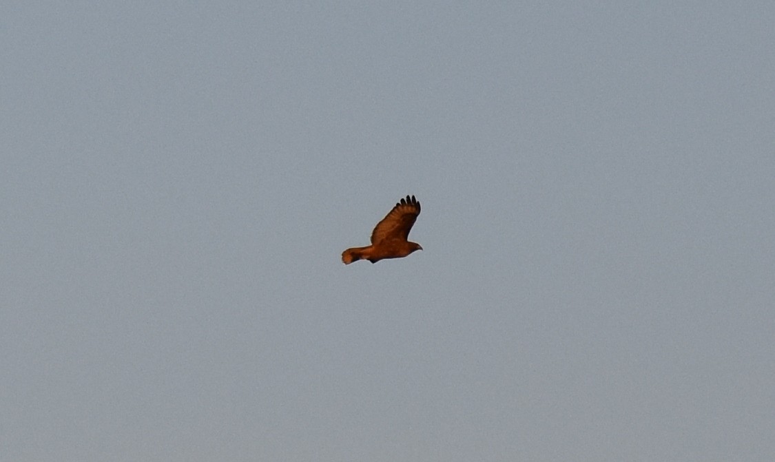 Red-tailed Hawk - ML103487651