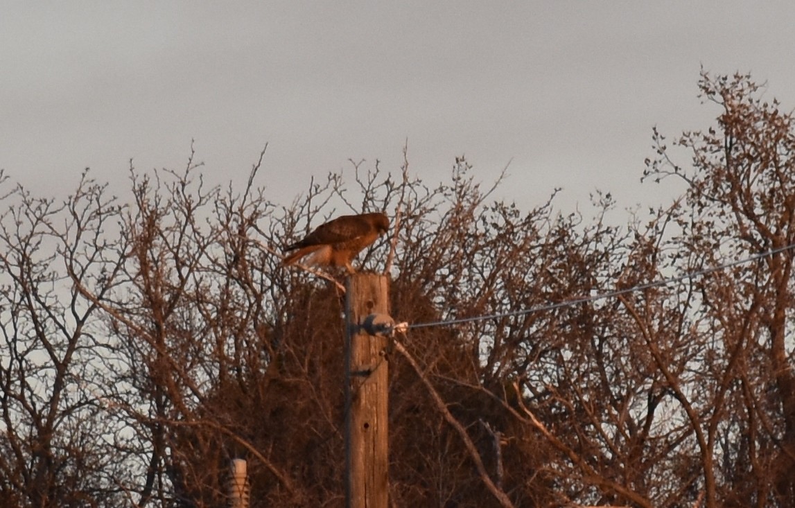 Red-tailed Hawk - ML103487721