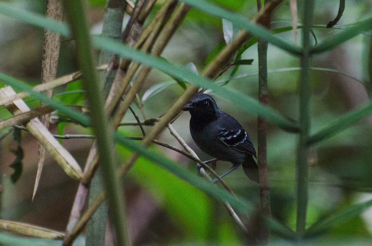 Black-faced Antbird - Marcos Eugênio Birding Guide