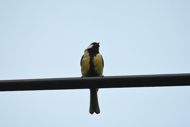 Adult ventral view (subspecies <em class="SciName notranslate">aphrodite</em>). - Great Tit - 