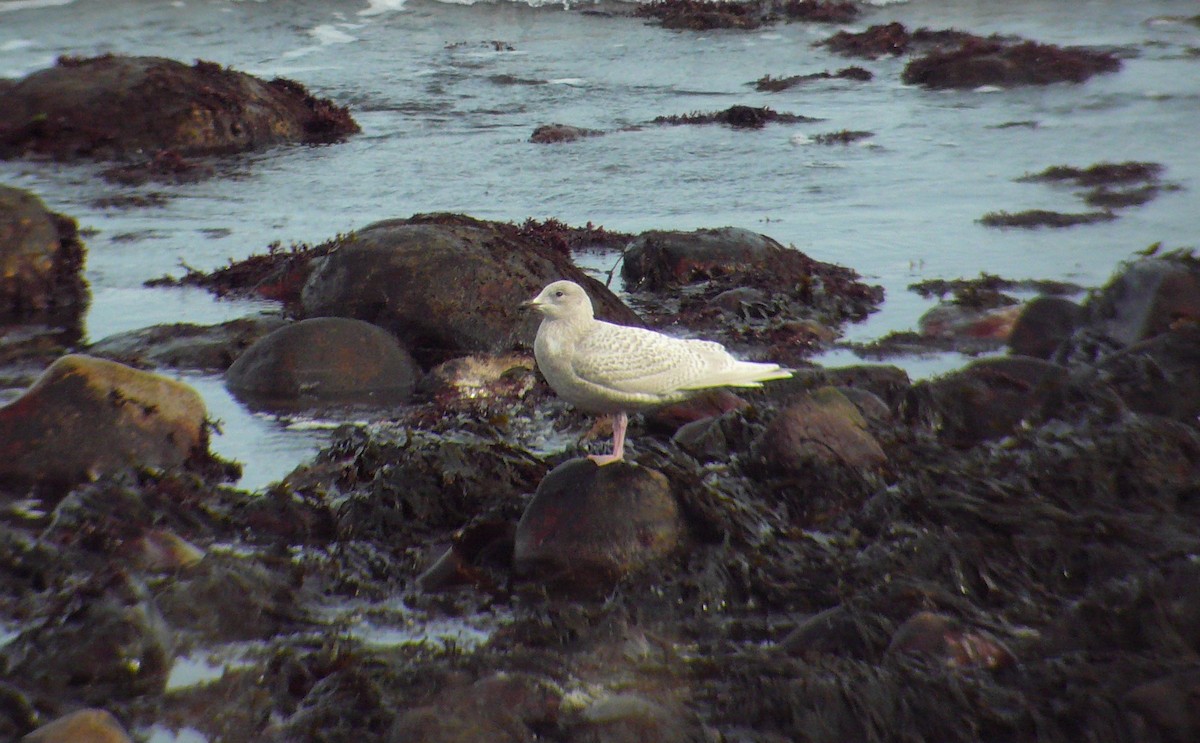 Iceland Gull (kumlieni/glaucoides) - Mike Andersen