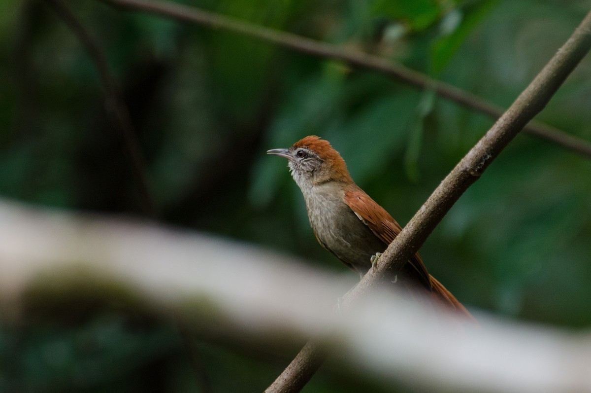 Rusty-backed Spinetail - ML103489261