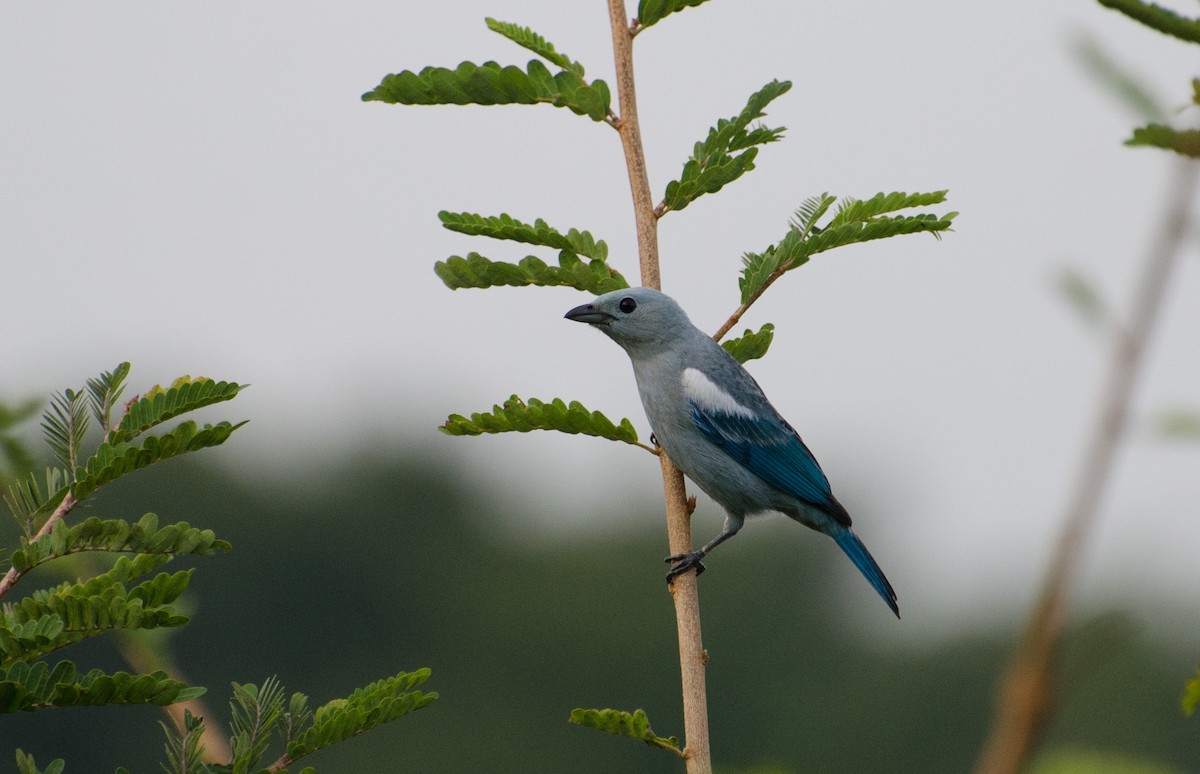 Blue-gray Tanager - Marcos Eugênio Birding Guide