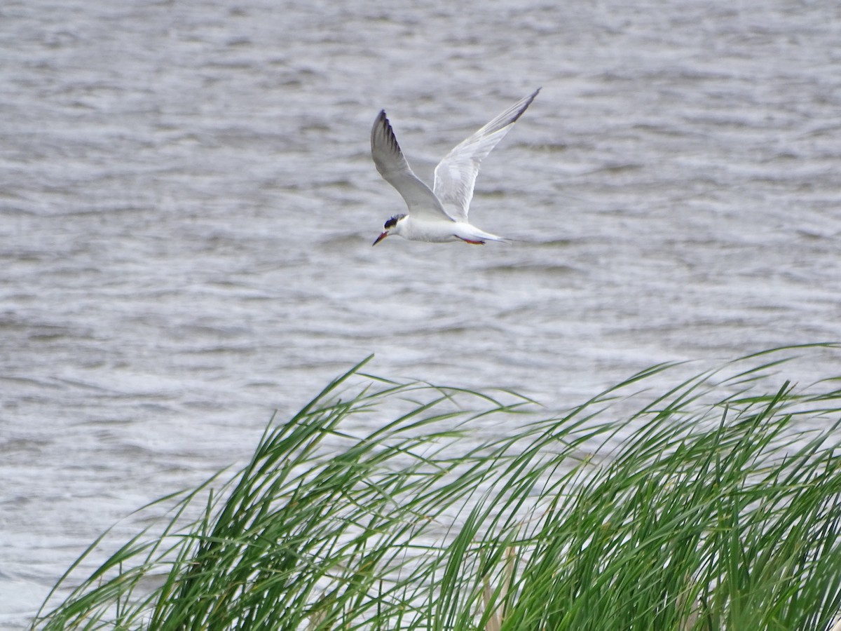 Forster's Tern - Fred Dike