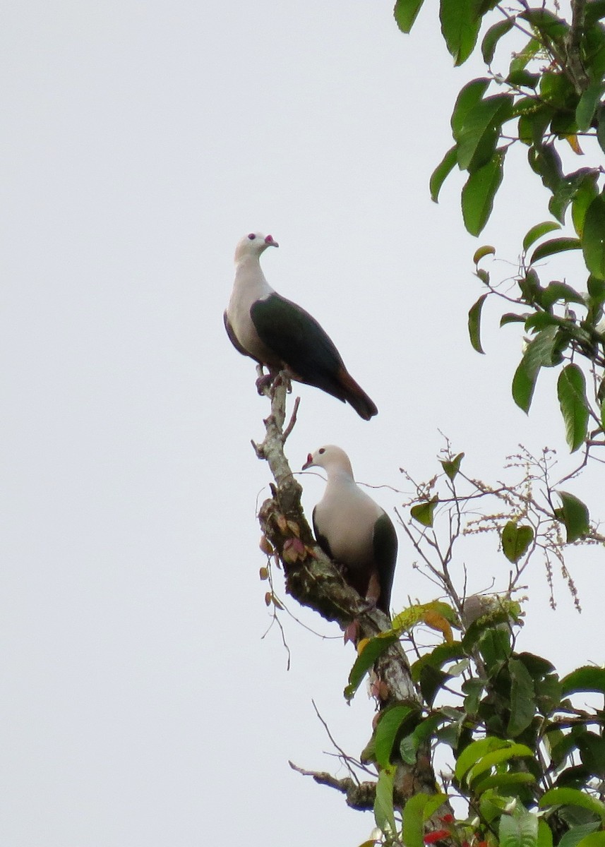 Red-knobbed Imperial-Pigeon - ML103492411