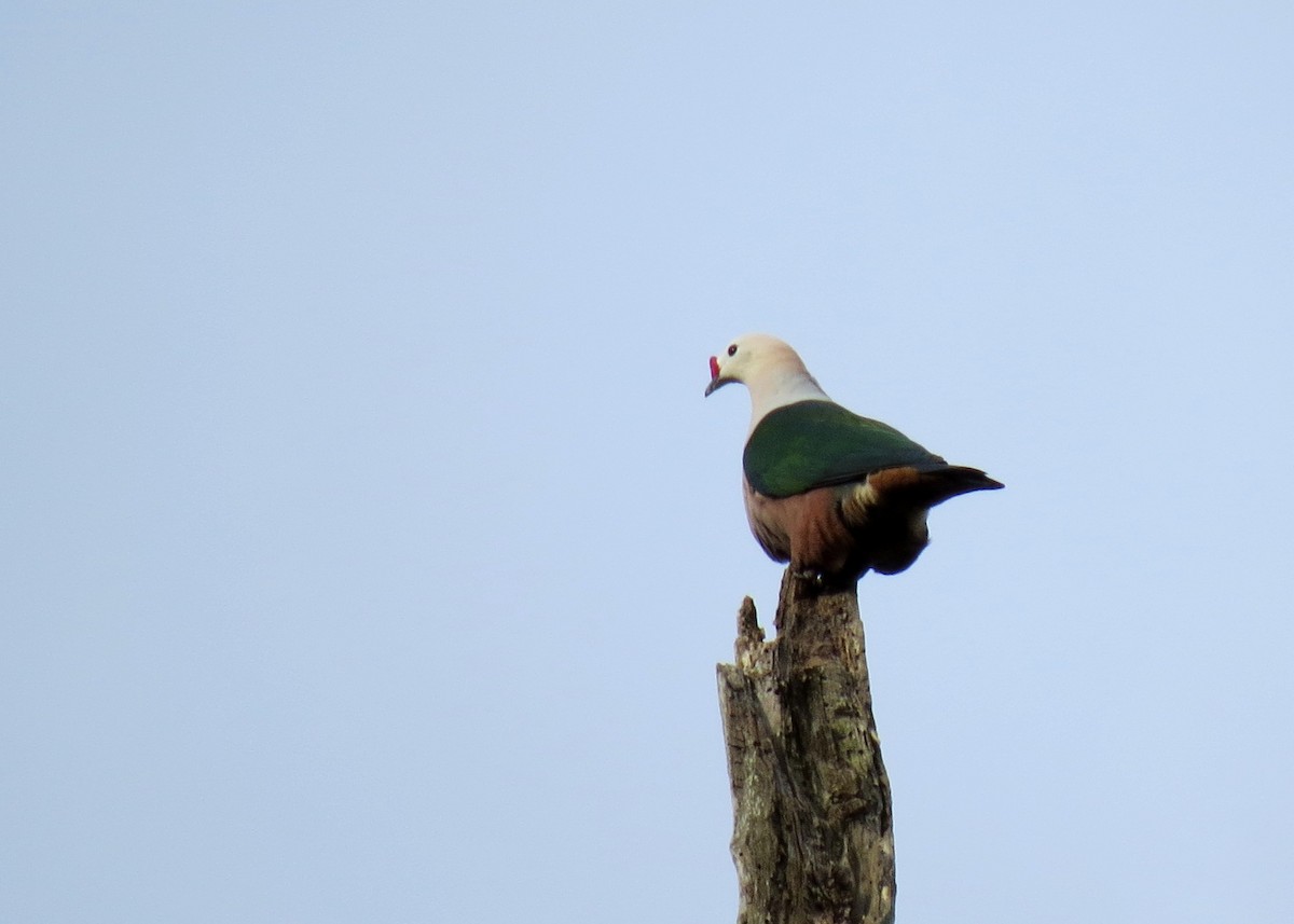 Red-knobbed Imperial-Pigeon - ML103492421