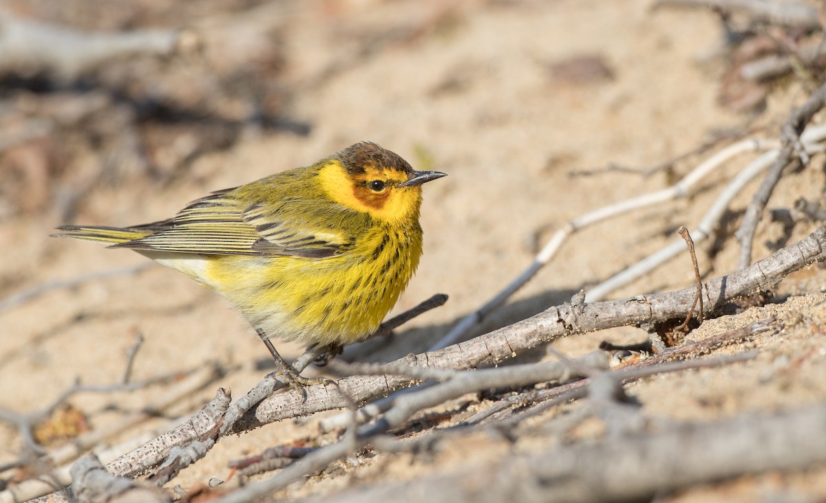 Cape May Warbler - ML103493641