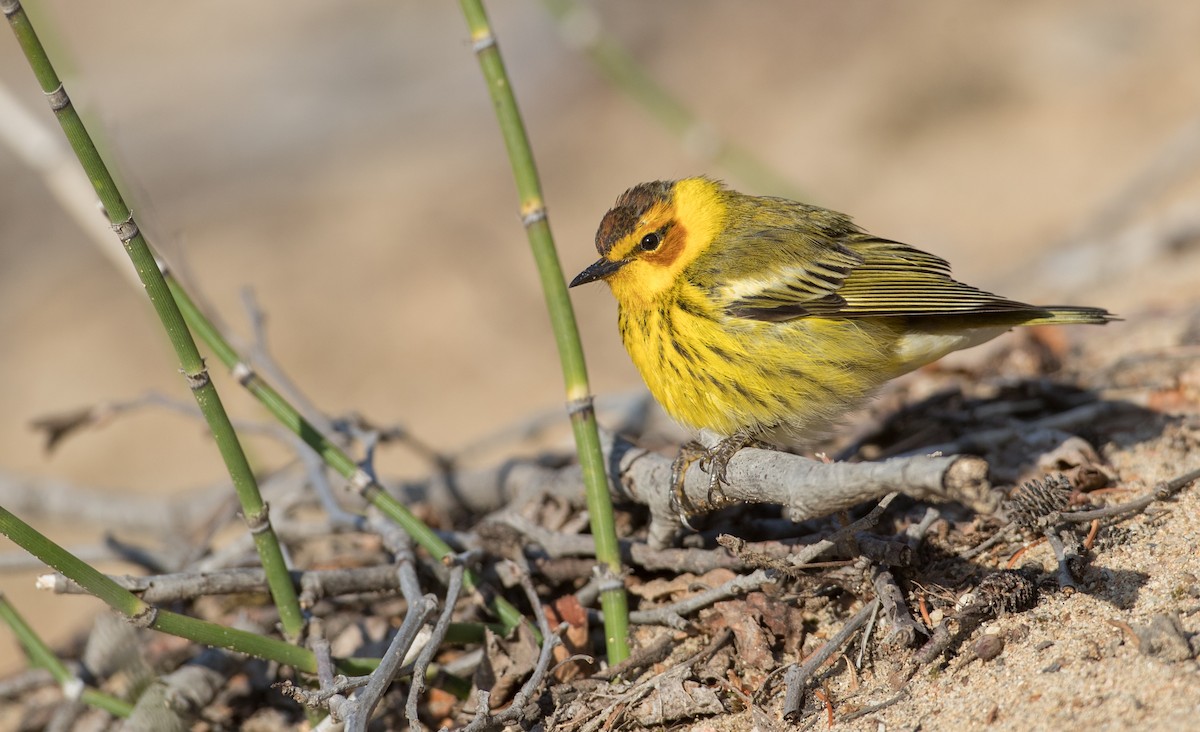 Cape May Warbler - ML103493651