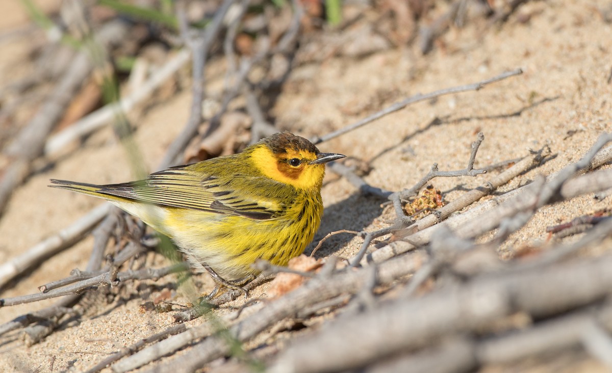 Cape May Warbler - ML103493661