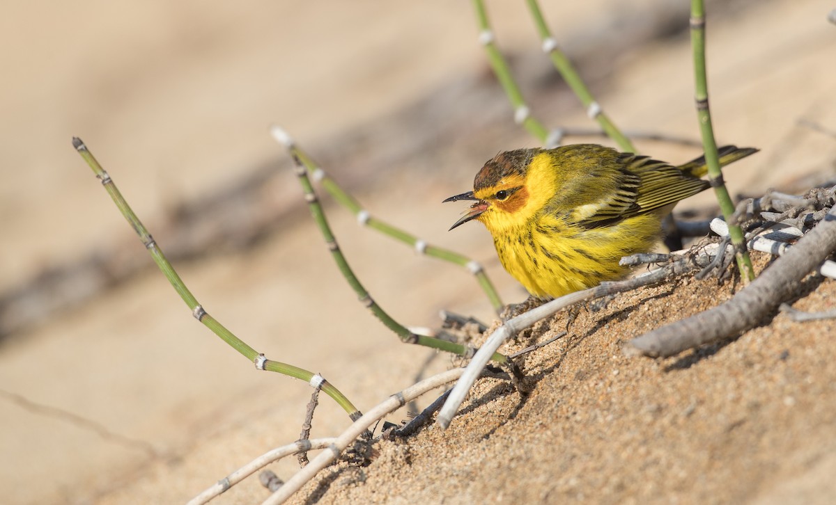 Cape May Warbler - ML103493671