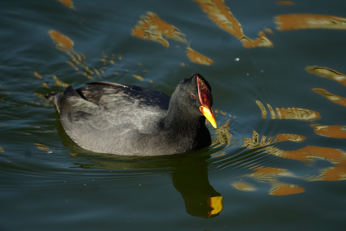 Red-fronted Coot - ML103493731