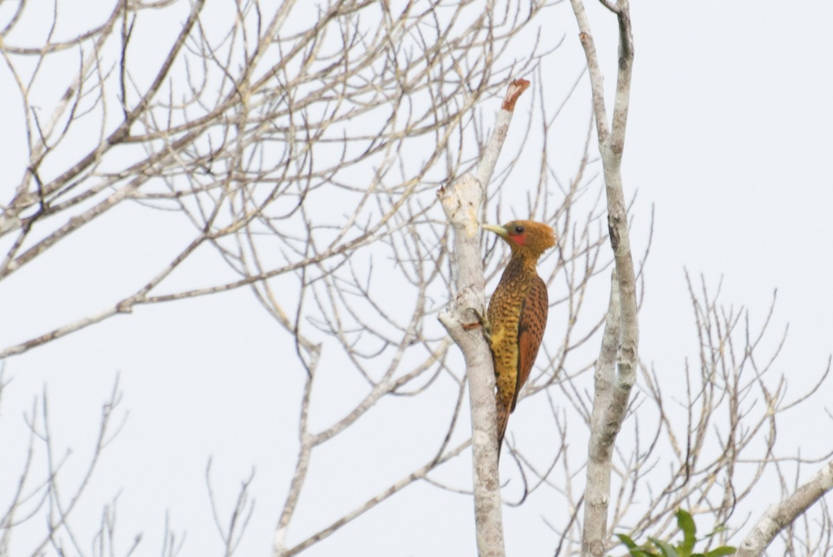 Waved Woodpecker (Waved) - Marcos Eugênio Birding Guide