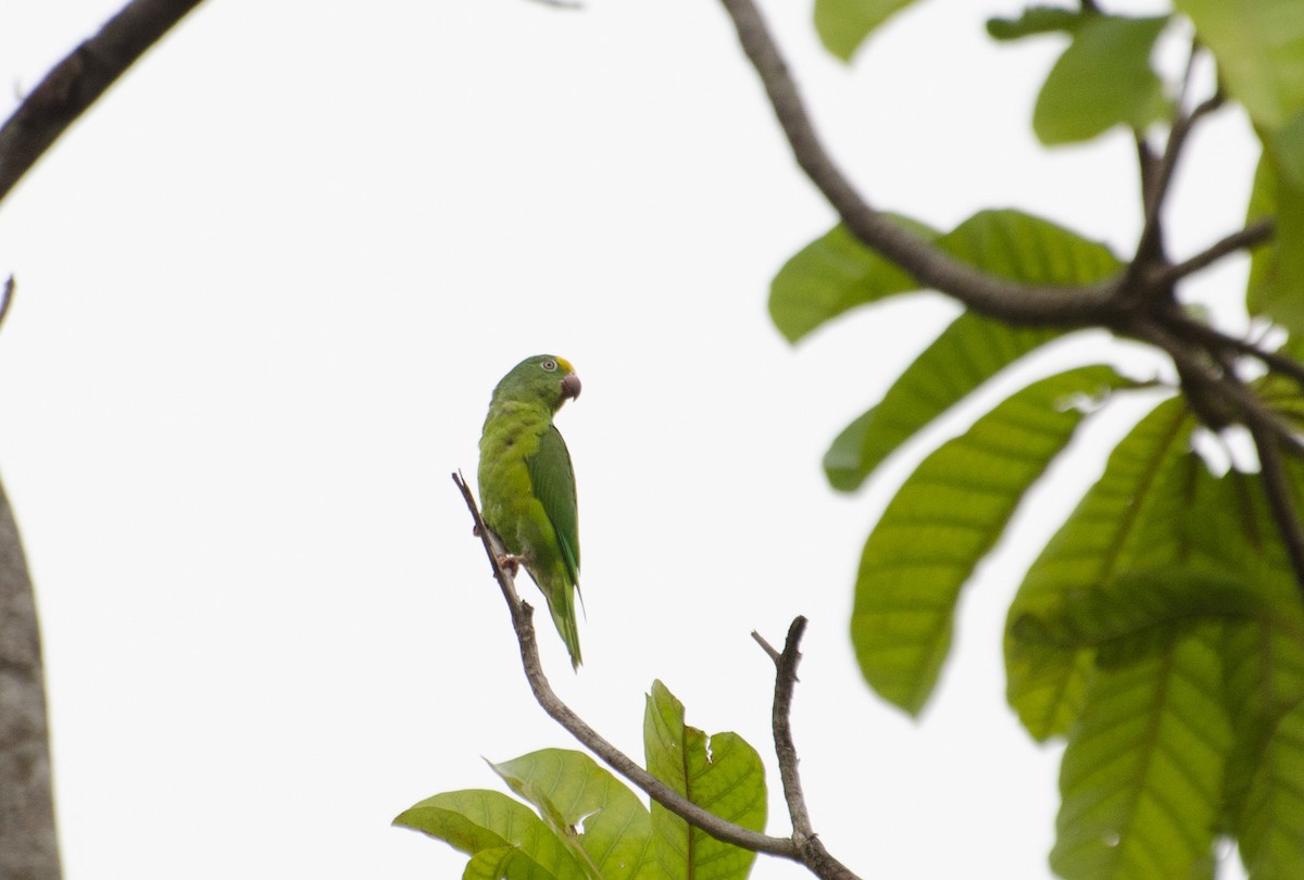 Tui Parakeet - Marcos Eugênio Birding Guide