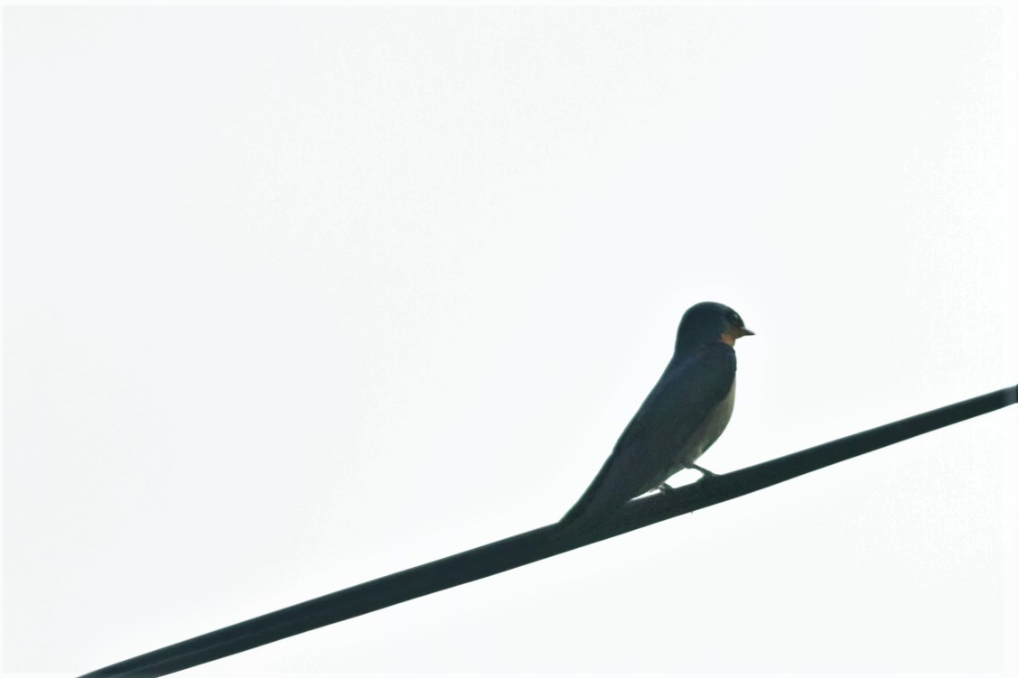 Pacific Swallow - ML103501071