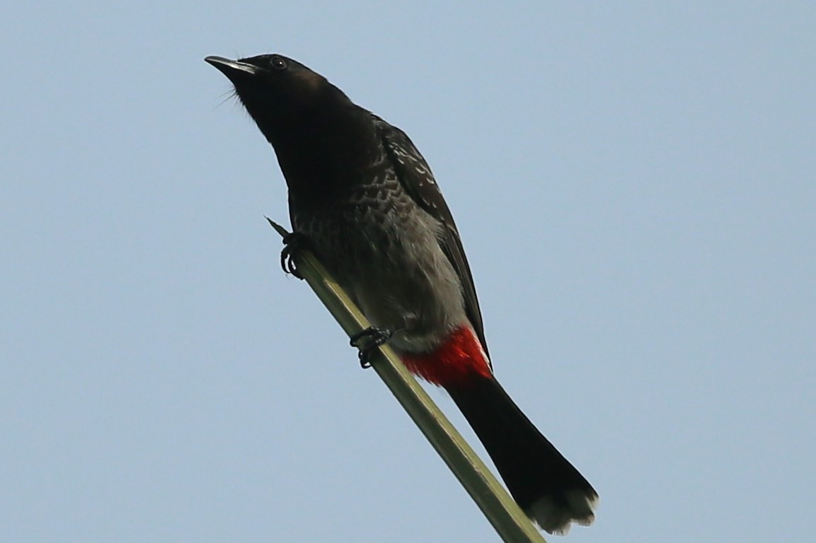 Red-vented Bulbul - ML103501201