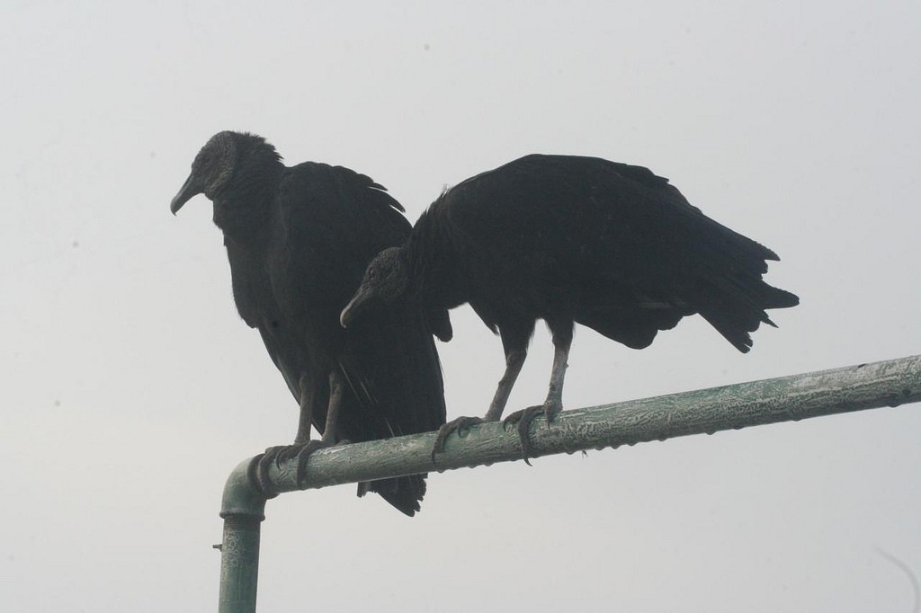 Black Vulture - ML103504481