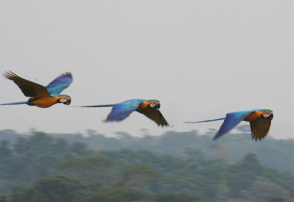 Blue-and-yellow Macaw - ML103504831