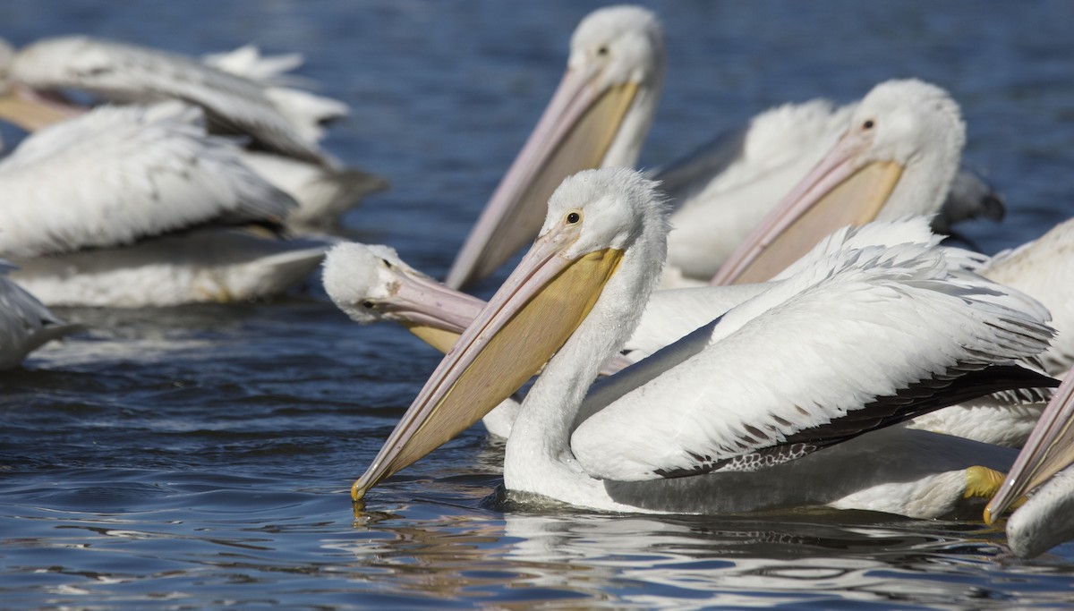 American White Pelican - Marky Mutchler