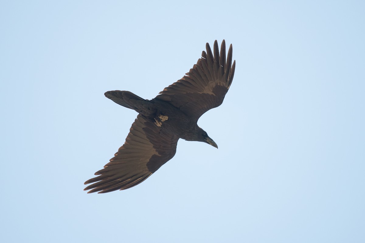 Common Raven - Graham Gerdeman