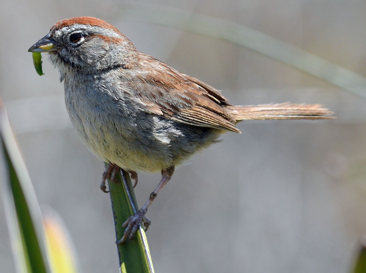 Rufous-crowned Sparrow - ML103510461