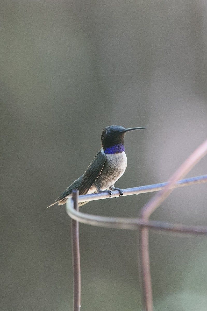 Black-chinned Hummingbird - ML103511481