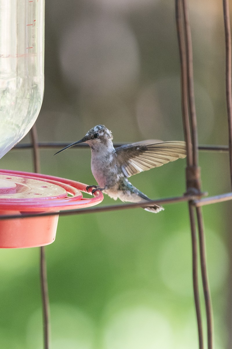 Black-chinned Hummingbird - ML103511491