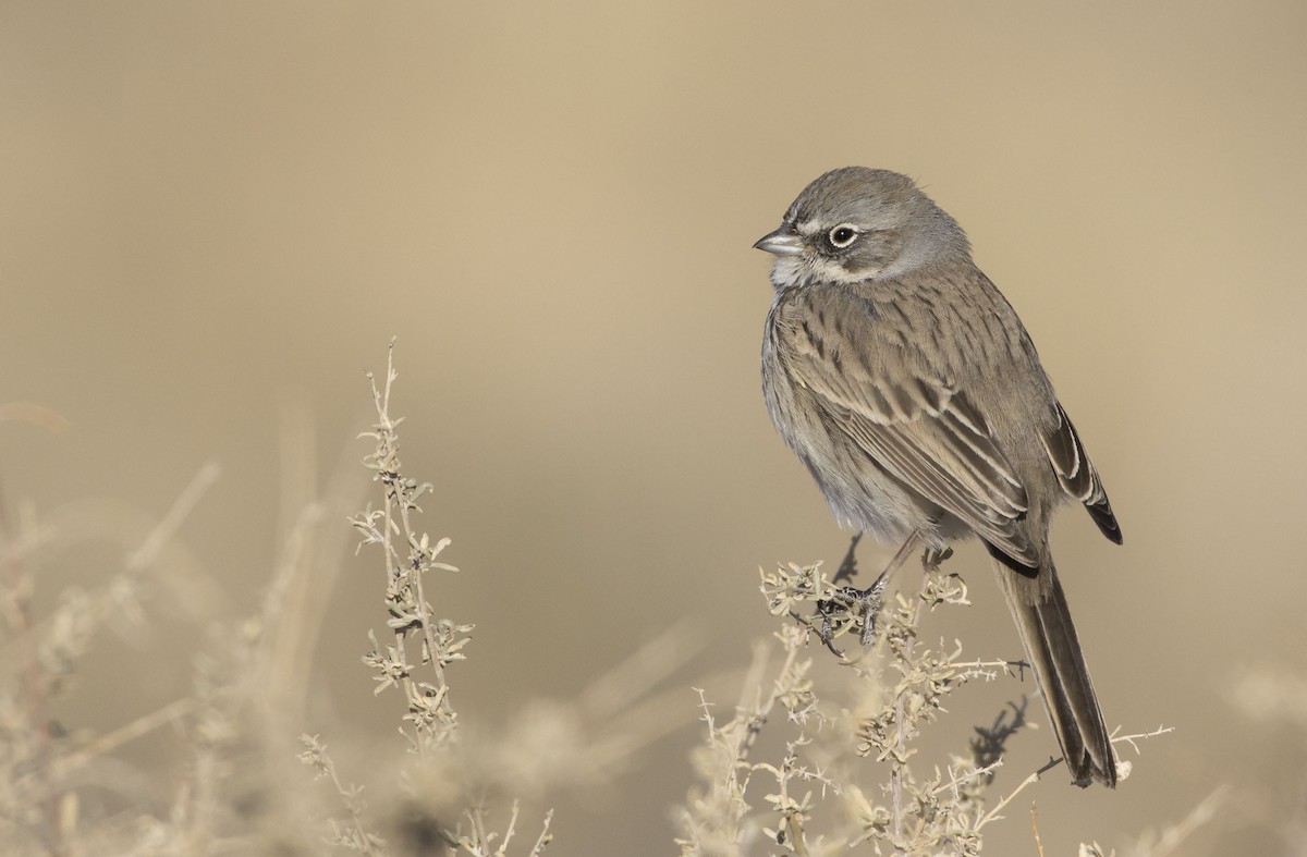 Sagebrush Sparrow - Marky Mutchler