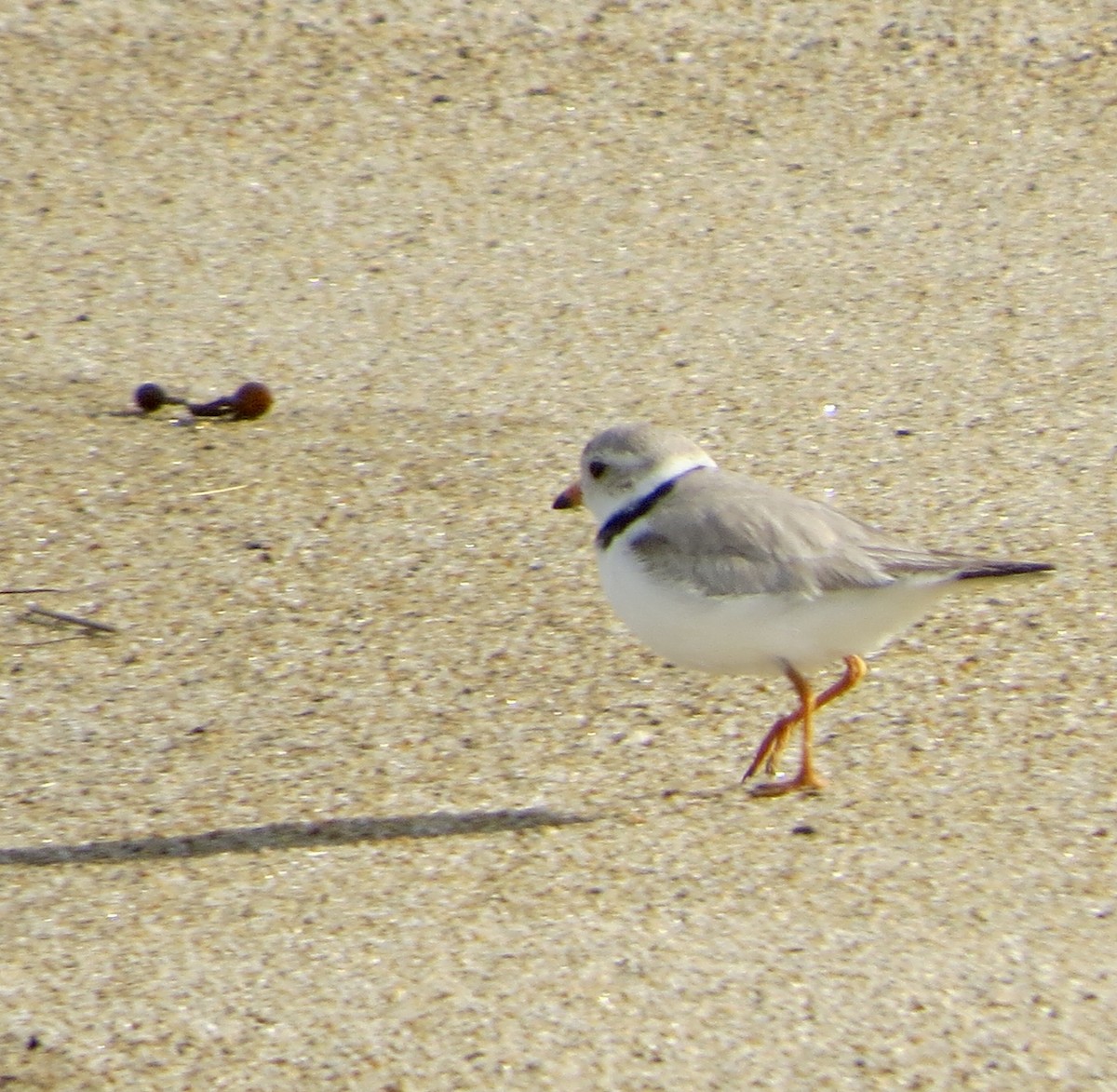 Piping Plover - ML103514821