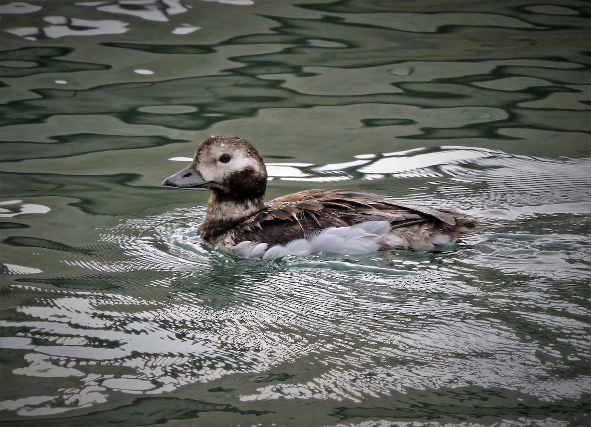 Long-tailed Duck - ML103520331