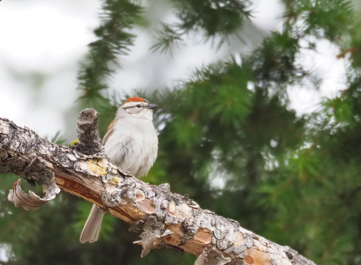 Chipping Sparrow - ML103521531