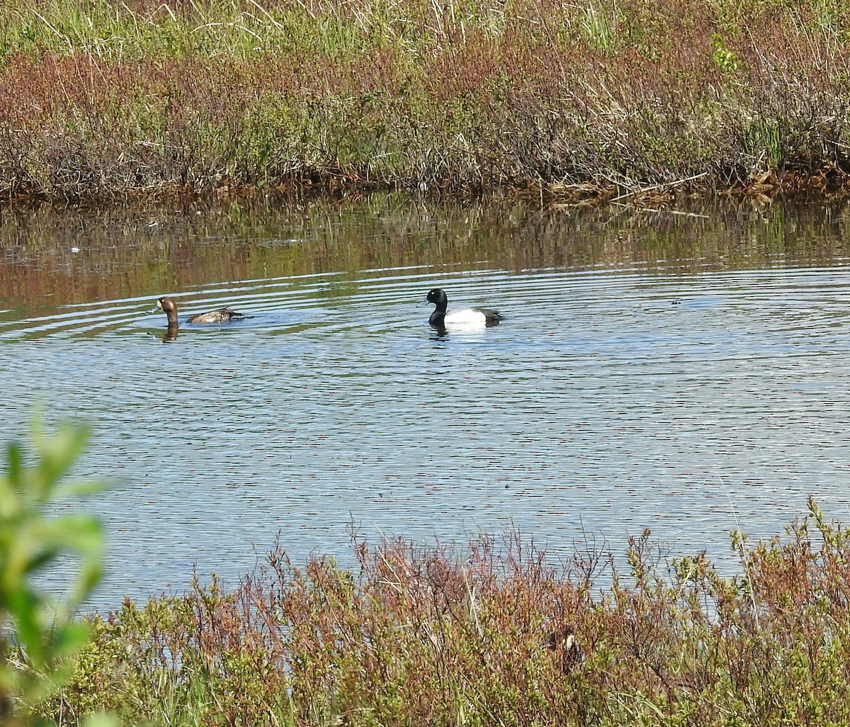 Greater Scaup - ML103523311