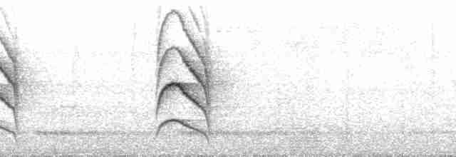Weißflanken-Ameisenschlüpfer (luctuosa) - ML103524