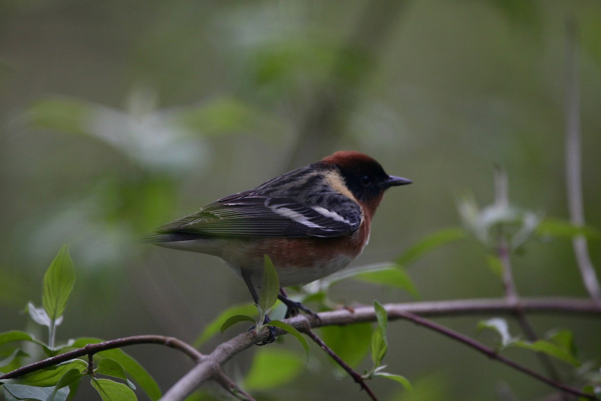 Bay-breasted Warbler - Kevin Murphy