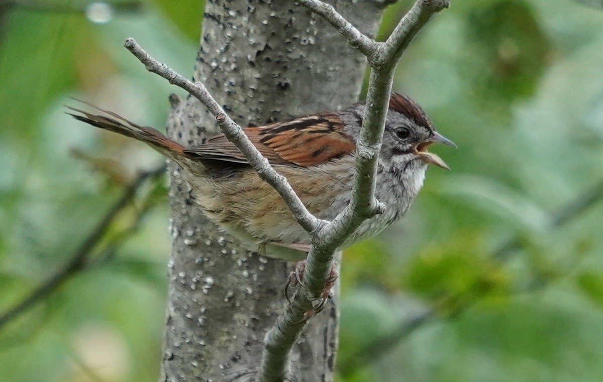 Swamp Sparrow - Teri Zambon True