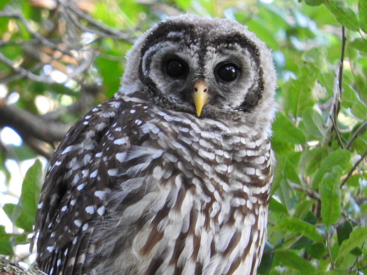 Barred Owl - Cate Igo