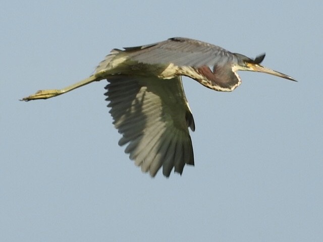 Great Blue Heron - Cate Igo