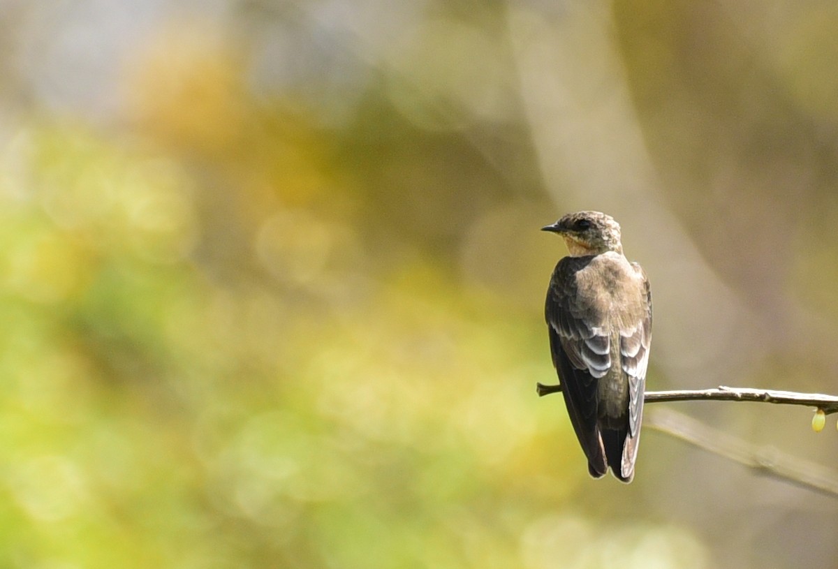 Southern Rough-winged Swallow - ML103536461
